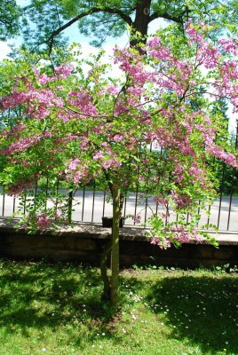 Robinia hispida - trnovník huňatý - celek